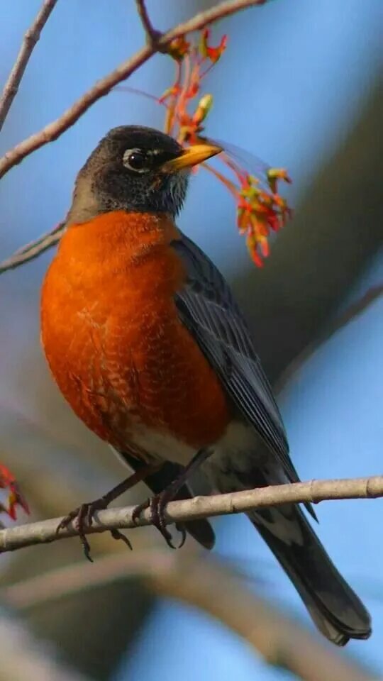 Птицы подмосковья с оранжевой грудкой фото Pin by Ellie Miller on birds Beautiful birds, Backyard birds, American robin