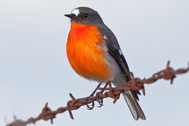 Птицы подмосковья с оранжевой грудкой фото Birds With Orange Plumage Around the World Birds, Pet birds, Beautiful birds