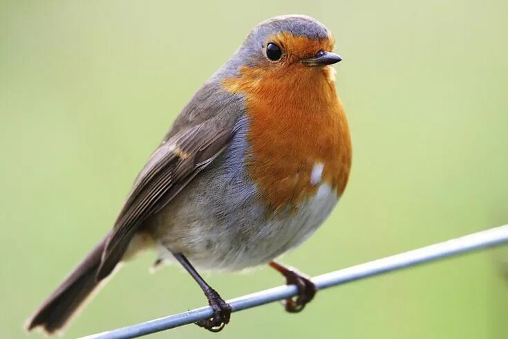 Птицы подмосковья с оранжевой грудкой фото British Birds - The Robin Robin bird, Red robin bird, Bird