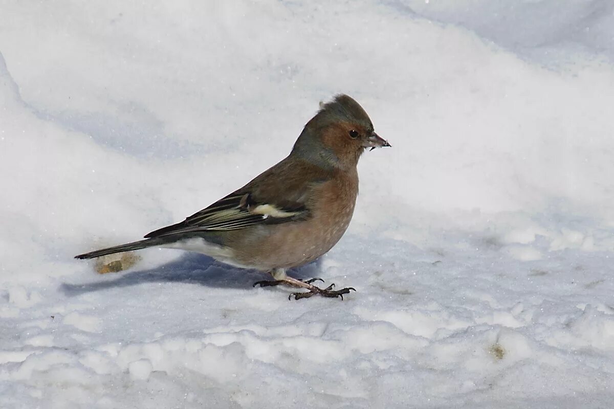 Птицы подмосковья зимой фото с названиями Common Chaffinch (Fringilla coelebs). Birds of Siberia.