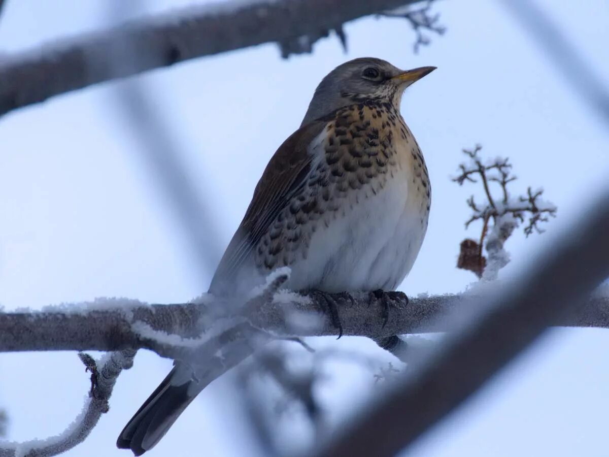 Птицы подмосковья зимой фото с названиями Рябинник (Turdus pilaris). Птицы Сибири.