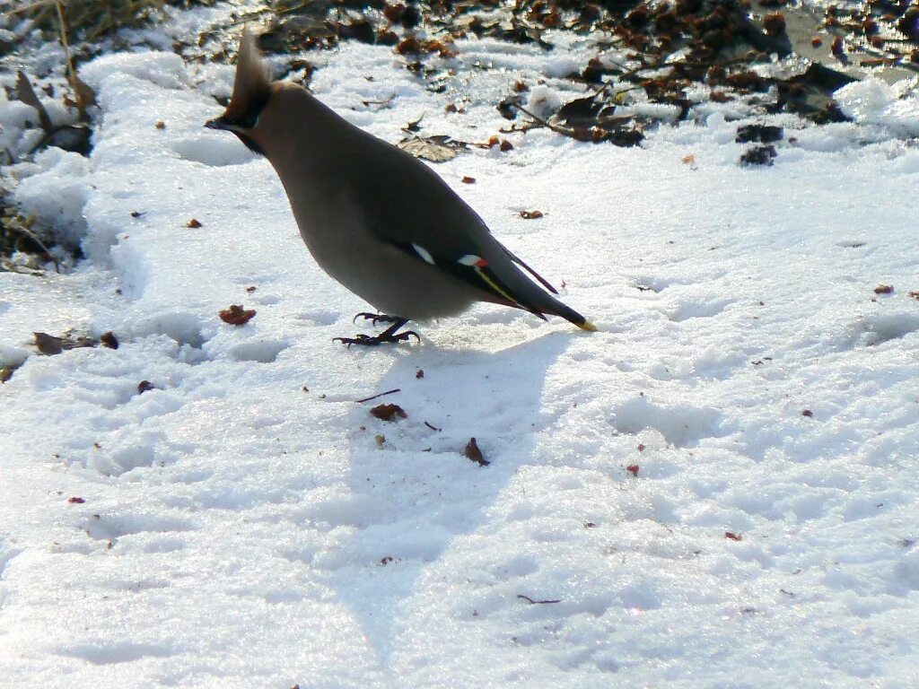 Птицы подмосковья зимой фото с названиями Bohemian Waxwing (Bombycilla garrulus). Birds of Siberia.