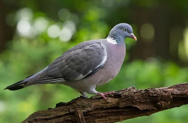 Птицы похожие на голубя фото Вяхирь Common wood pigeon Columba palumbus Wood pigeon, Beautiful birds, Pigeon