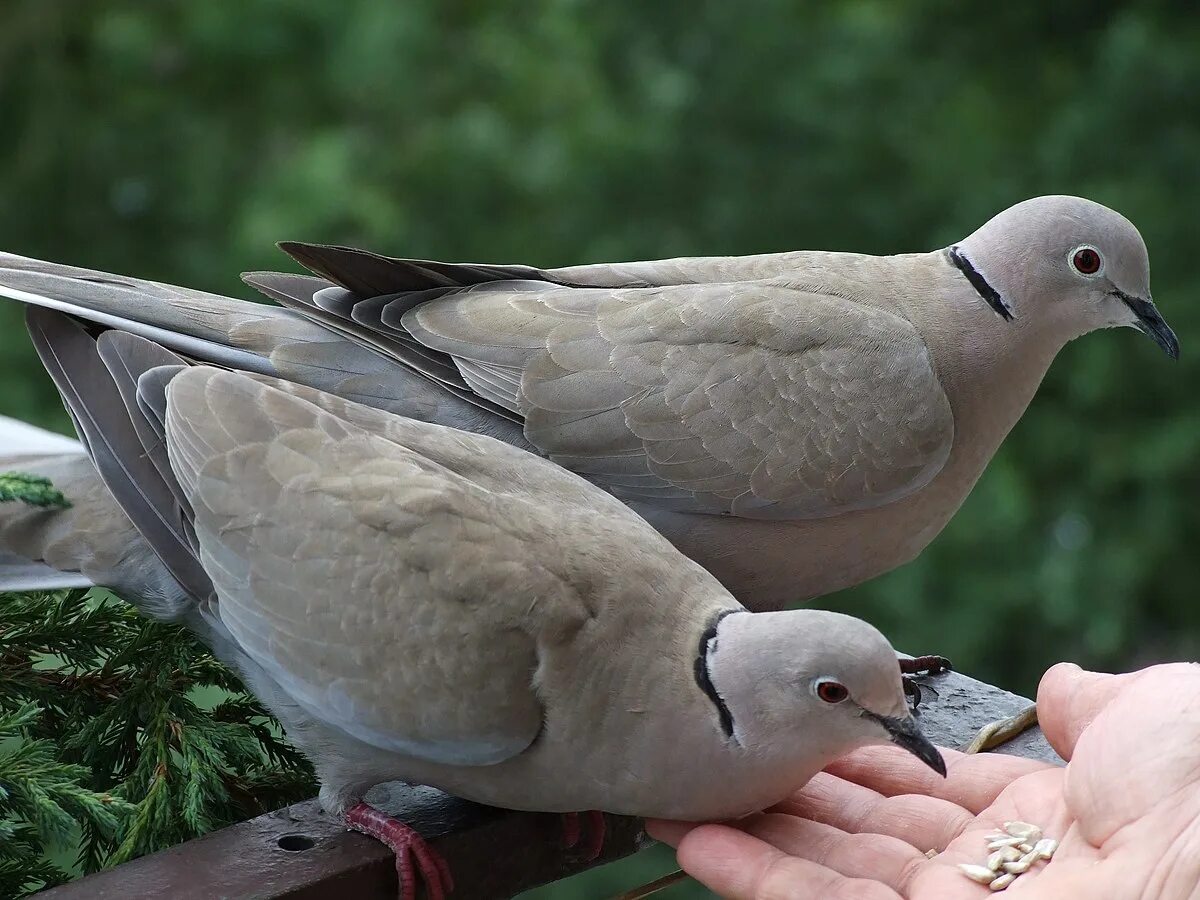 Птицы похожие на голубя фото Файл:Streptopelia decaocto; Szczecin, Poland 3.JPG - Википедия