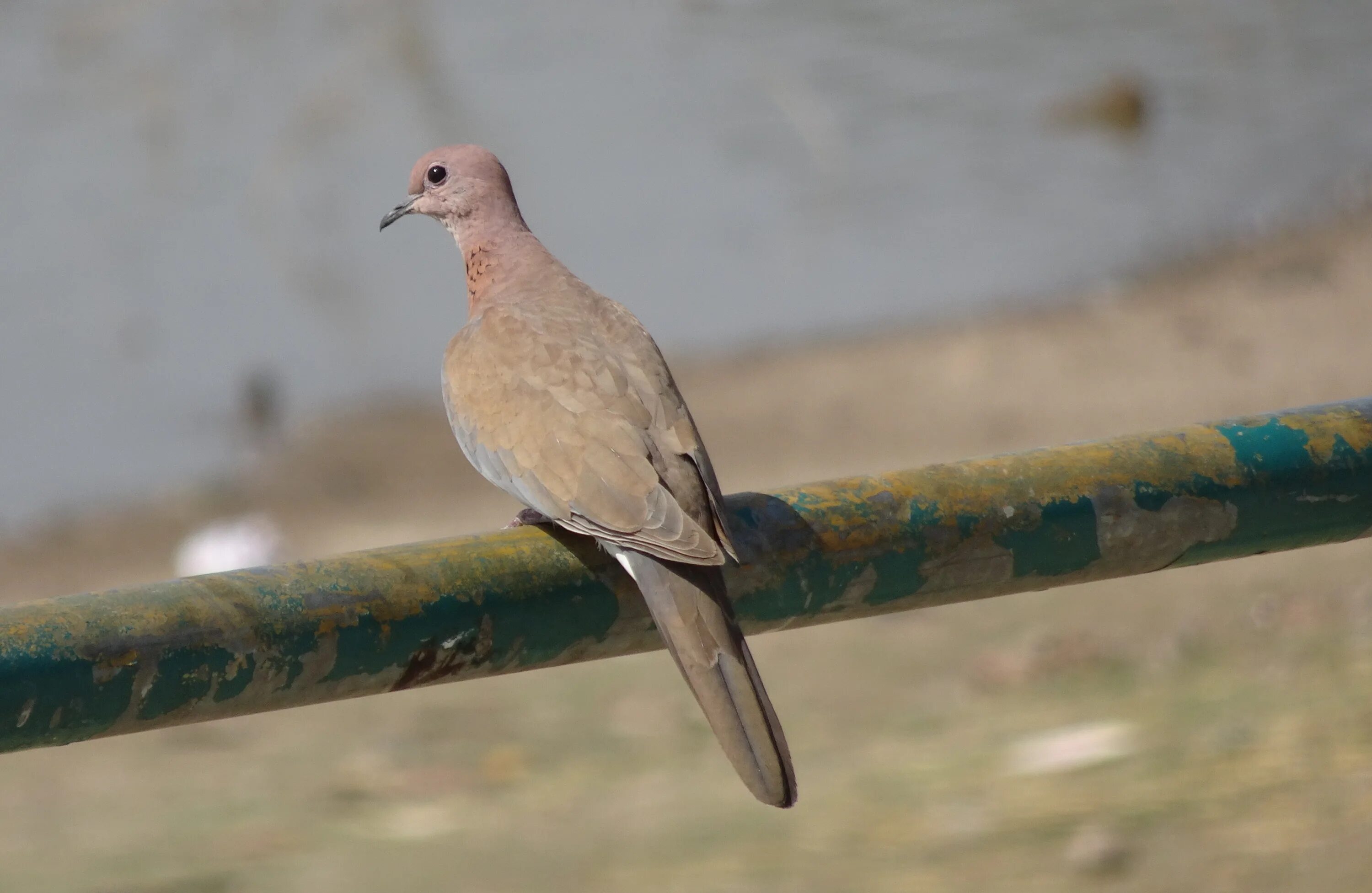 Птицы похожие на голубя фото Little gray pigeon sitting on a metal pipe free image download