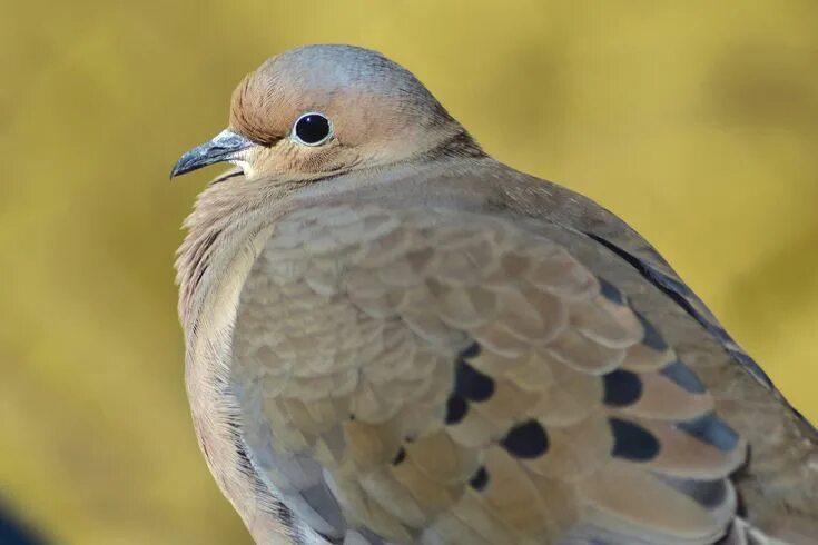 Птицы похожие на голубя фото Mourning dove (Zenaida macroura) Mourning dove, Doves, Little birds