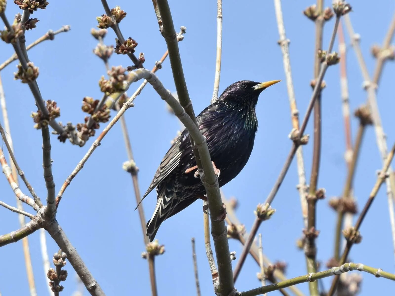 Птицы похожие на скворцов фото Common Starling (Sturnus vulgaris). Birds of Siberia.