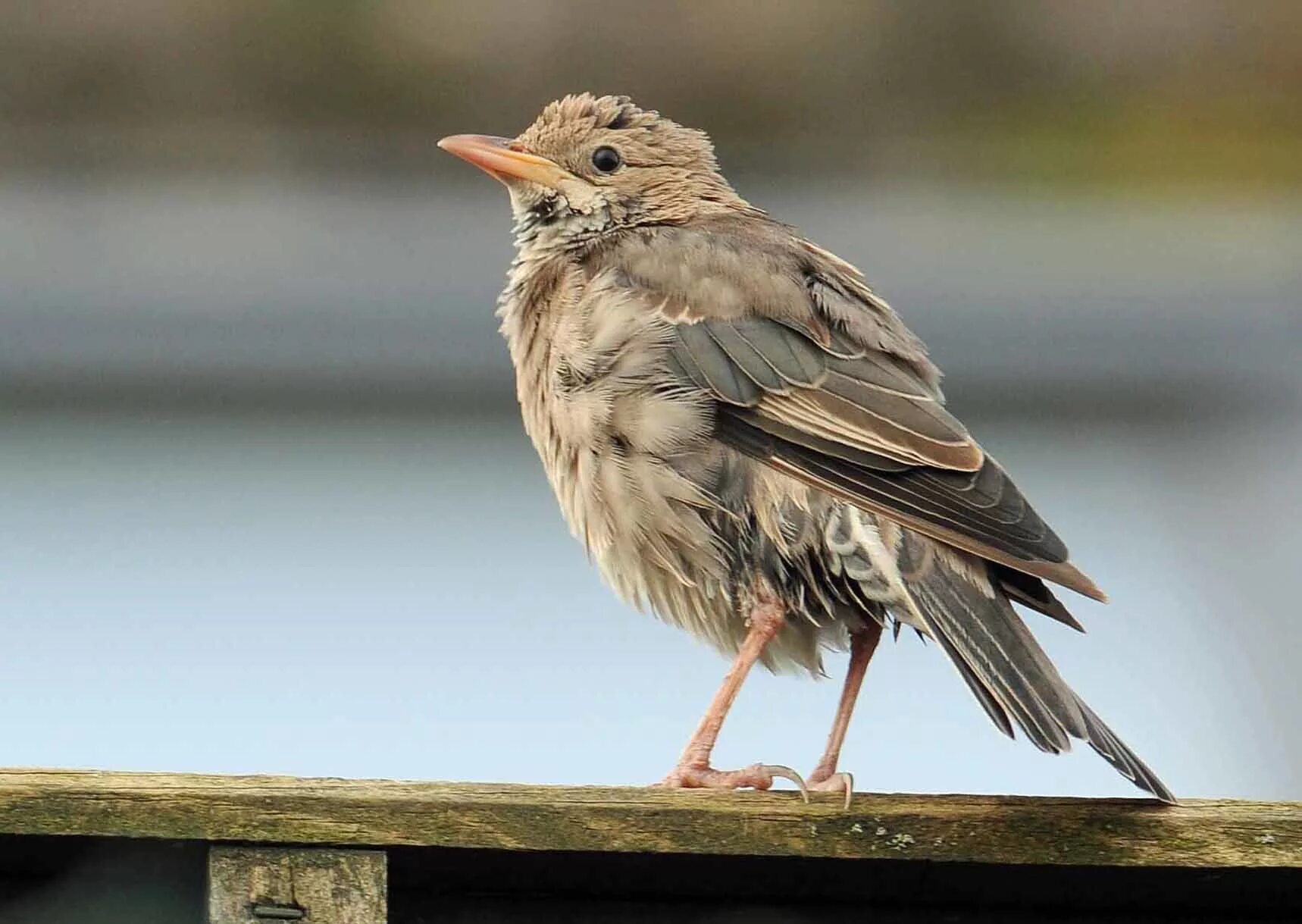 Птицы похожие на скворцов фото Rosy Starling by Tony Hovell - BirdGuides