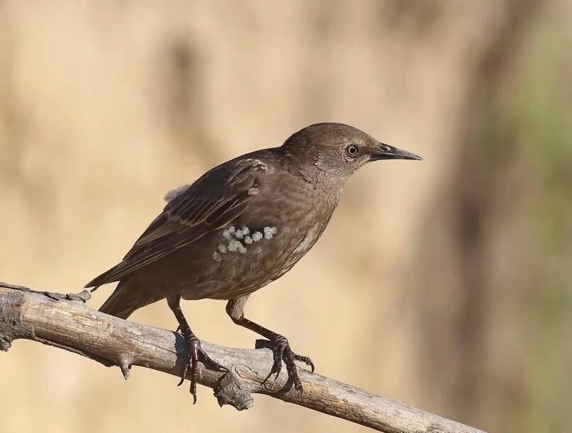 Птицы похожие на скворцов фото Обыкновенный скворец (Sturnus vulgaris) - певчая птица семейства скворцовых, шир