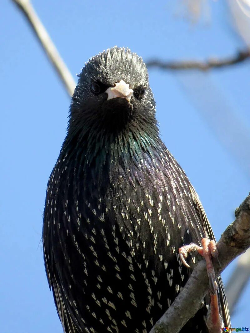 Птицы похожие на скворцов фото Portrait of starling free image - № 23959