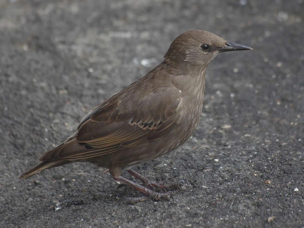 Птицы похожие на скворцов фото Pin on Birds Animals, Bird, Birds