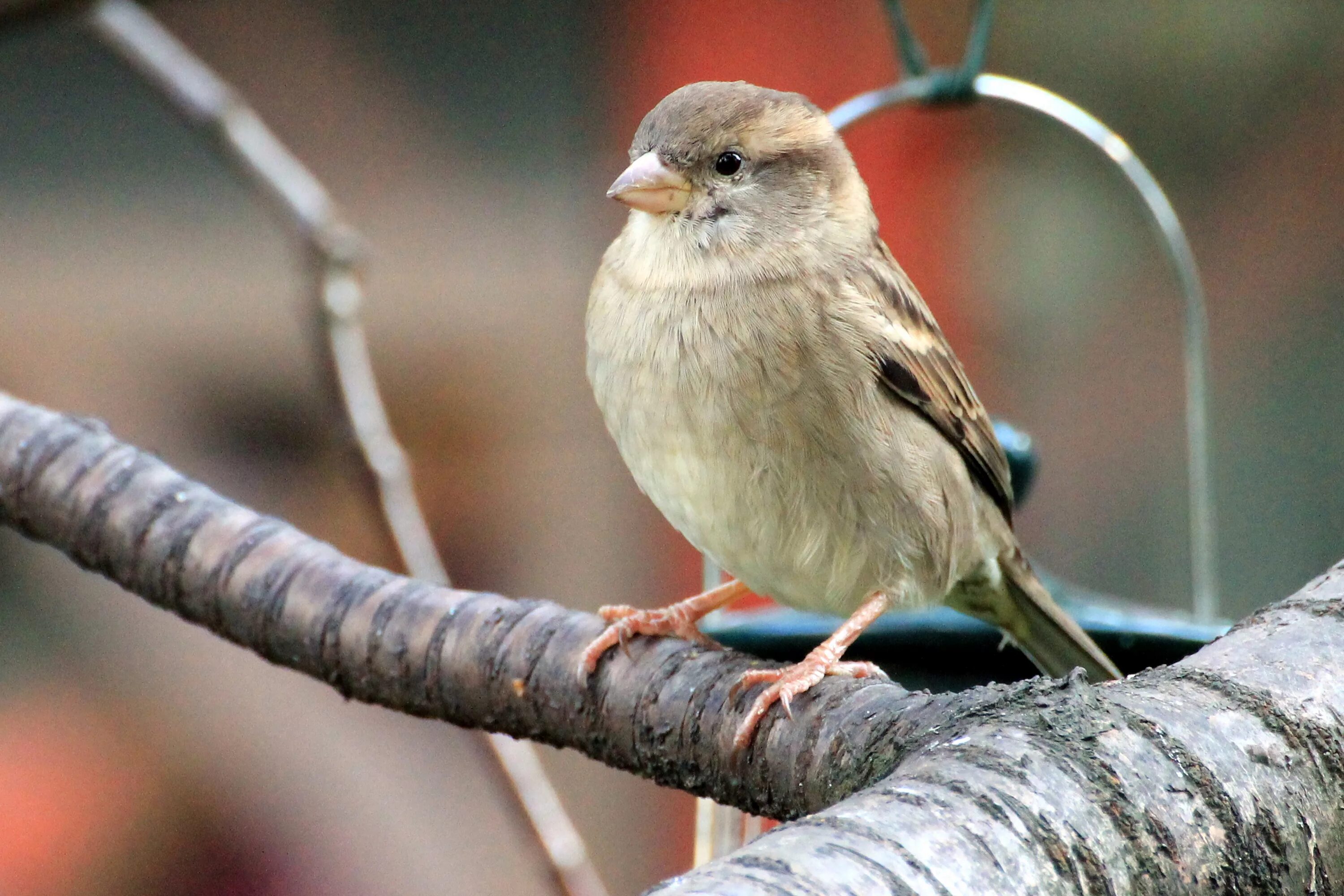 Птицы похожие на воробьев фото Free Images : nature, branch, beak, fauna, plumage, close up, songbird, vertebra