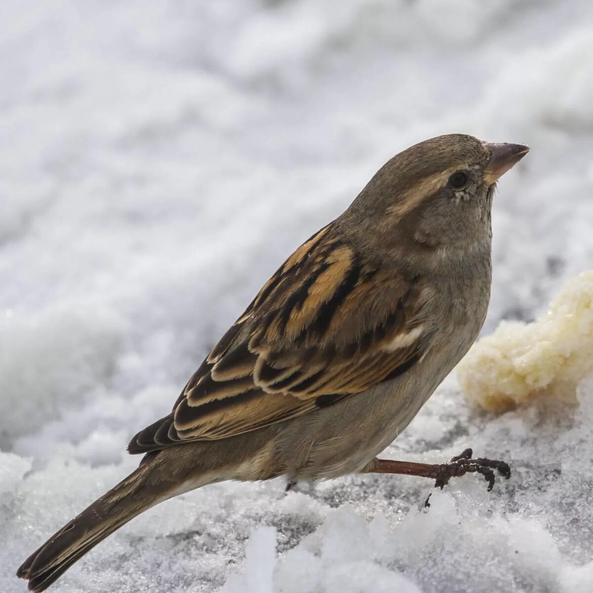 Птицы похожие на воробьев фото House Sparrow (Passer domesticus). Birds of Siberia.