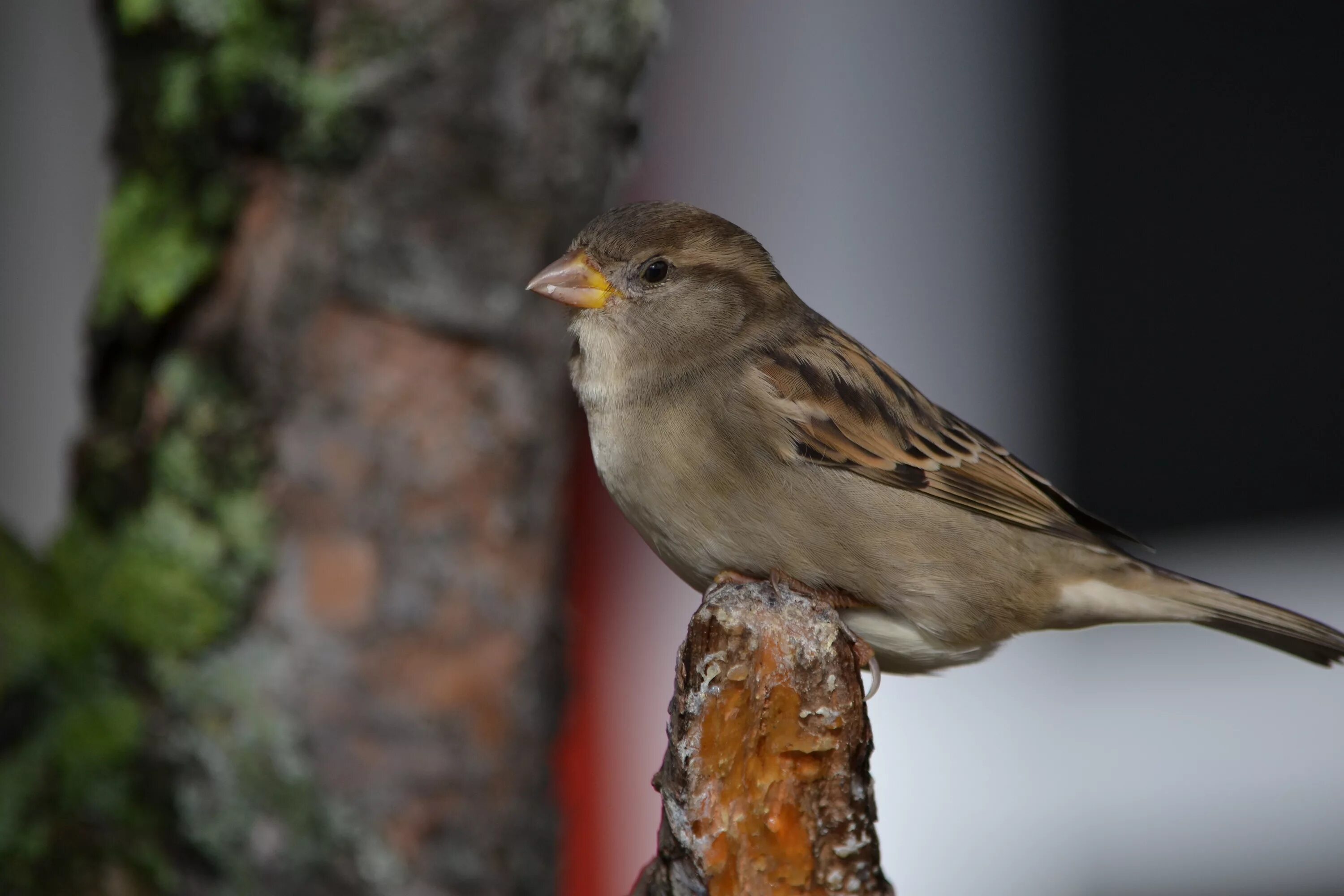 Птицы похожие на воробьев фото Download wallpaper Park, grey, bird, Sparrow, brown, Latvia, section animals in 