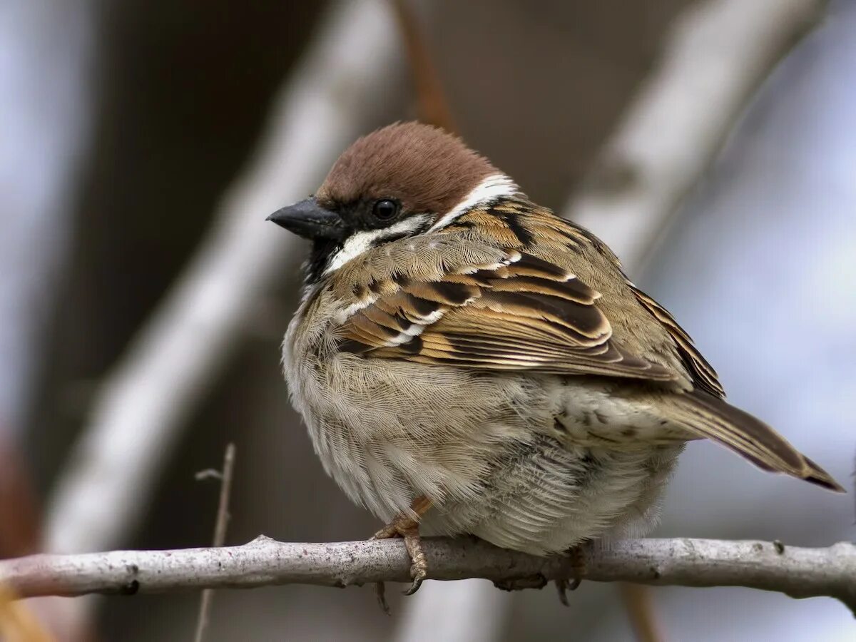 Птицы похожие на воробья фото Eurasian Tree Sparrow - Passer montanus