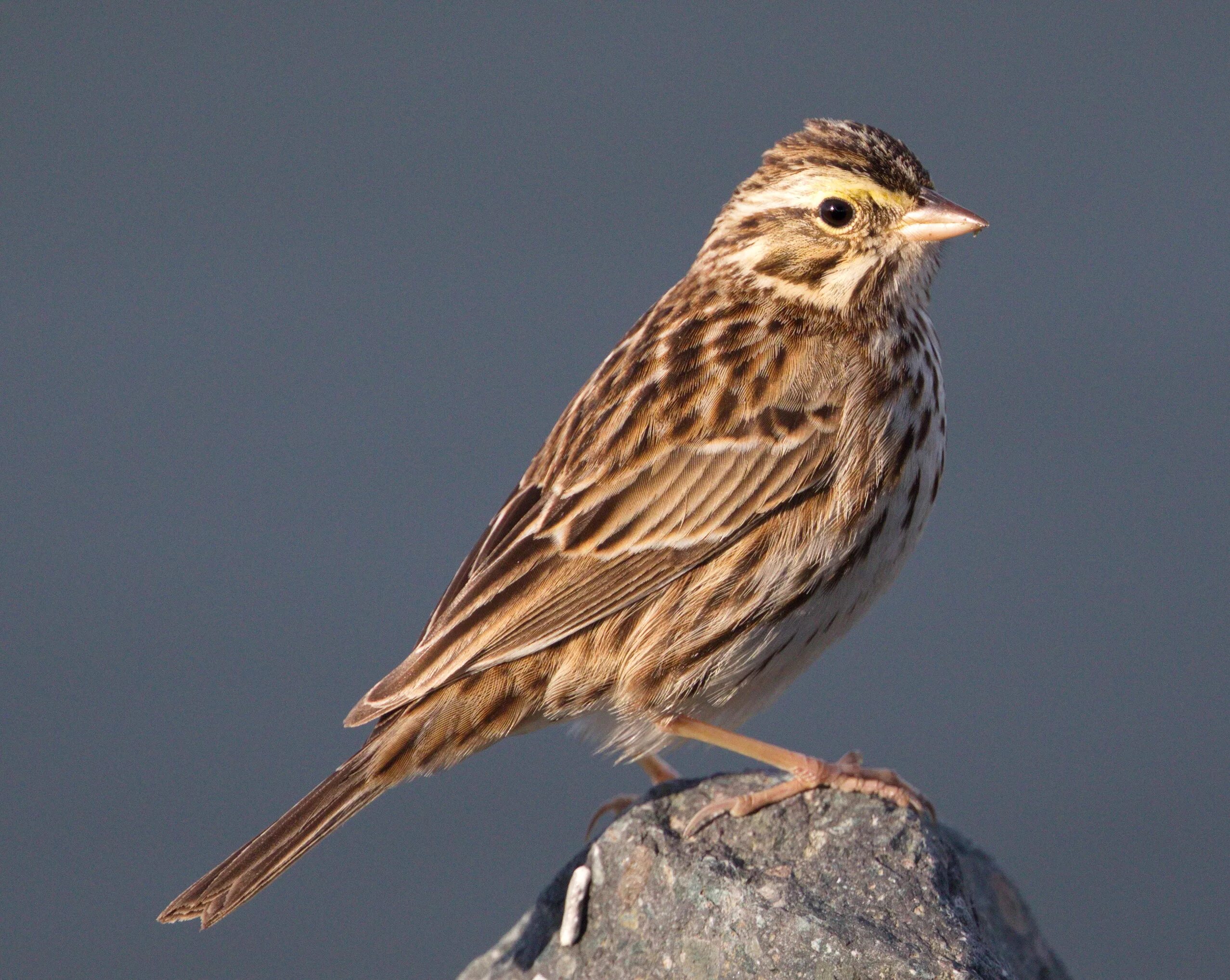 Птицы похожие на воробья фото Savannah Sparrow San Diego Bird Spot