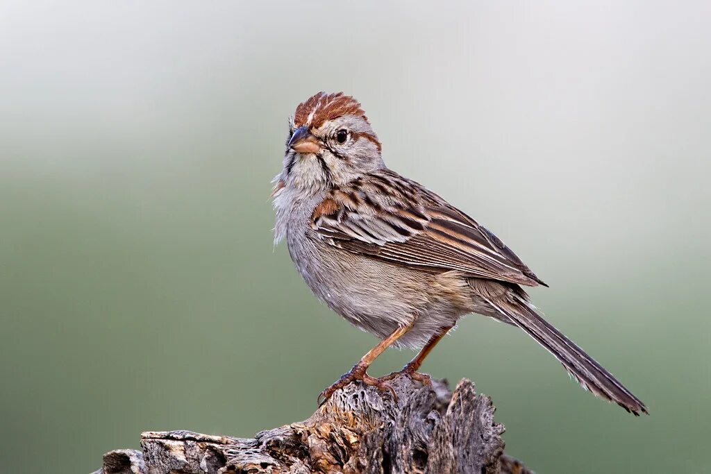 Птицы похожие на воробья фото Rufous-winged Sparrow In the USA, this handsome sparrow is. Flickr