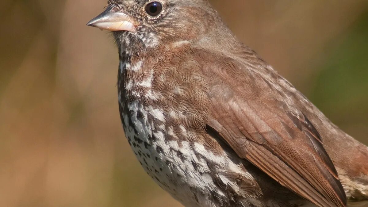 Птицы похожие на воробья фото и названия Fox Sparrow National Geographic