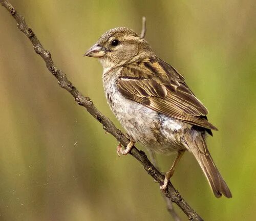 Птицы похожие на воробья фото и названия Beauty from the Commonplace: 27 Cool Photographs of Sparrows Female house sparro