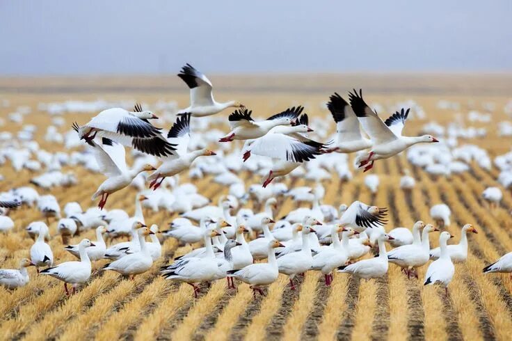 Птицы полей фото Snow Geese by Jason Savage on 500px Mundo animal Aves