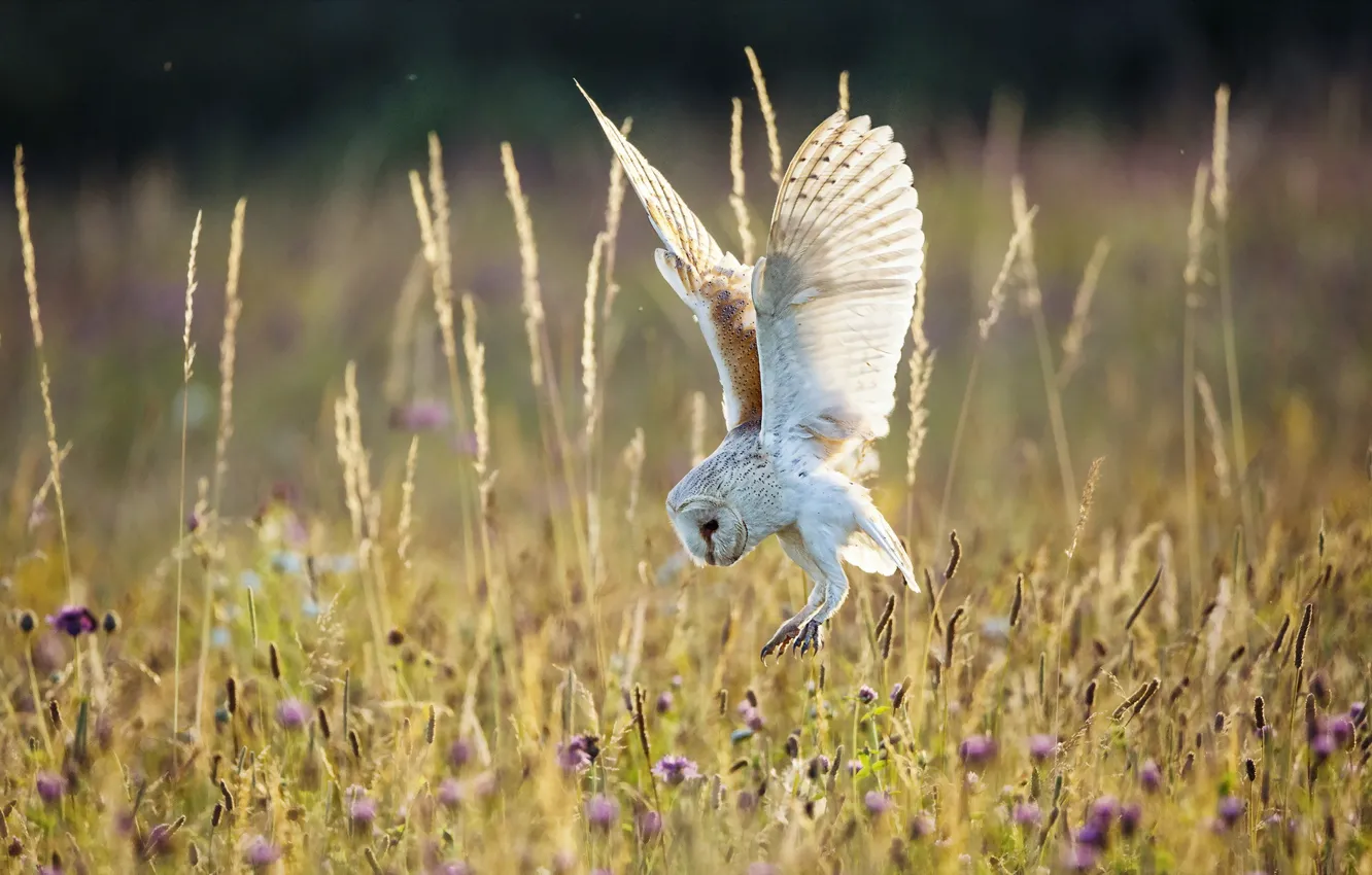 Птицы полей фото Wallpaper field, summer, nature, owl, bird for mobile and desktop, section живот