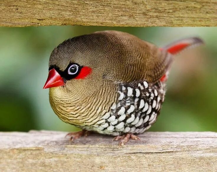 Птицы породы фото The Nature Conservancy in Australia Lovely red-eared firetail! Photo credit: Wil