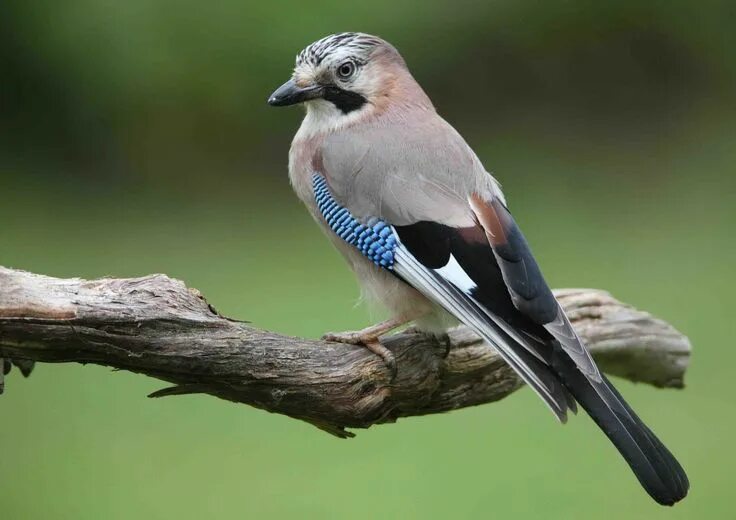 Птицы породы фото Eurasian Jay Birds World Jay bird, Beautiful birds, Bird species