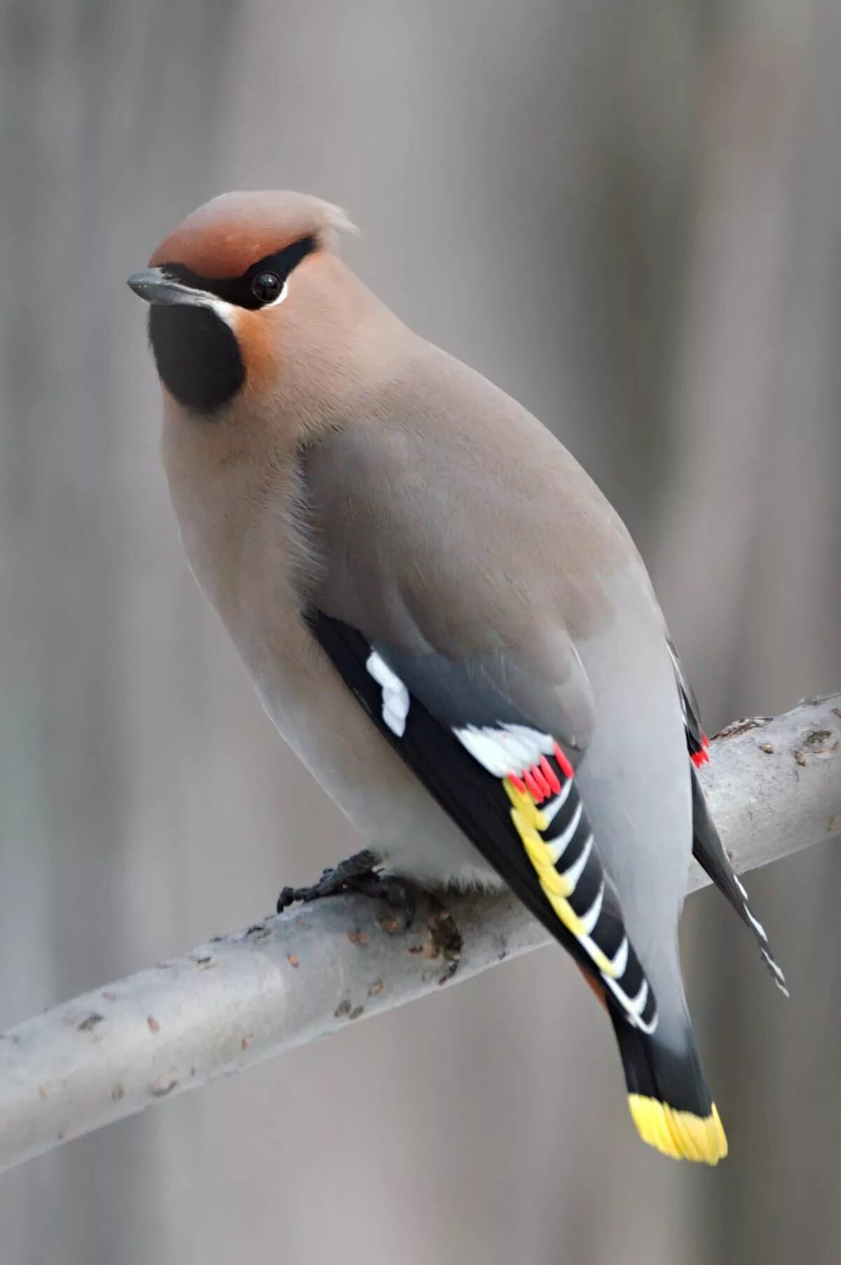 Птицы породы фото Bohemian Waxwing (Bombycilla garrulus). Birds of Siberia.