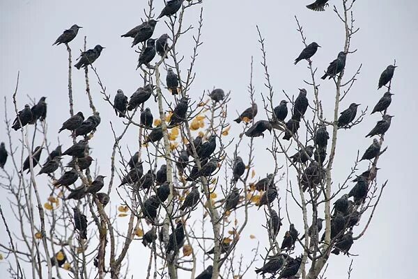 Птицы прилетели фото Migrant starling flocks looduskalender.ee