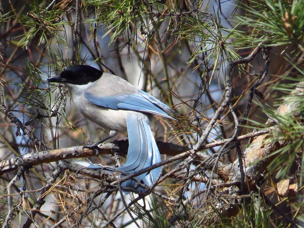 Птицы приморского края фото и название Azure-winged Magpie (Cyanopica cyanus). Birds of Siberia.