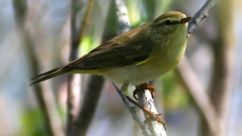 Птицы псковской области фото File:Willow warbler (3).jpg - Wikimedia Commons