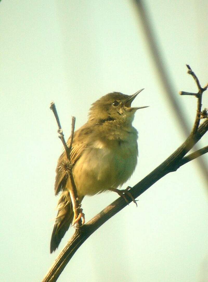 Птицы псковской области фото Common Grasshopper Warbler - Locustella naevia male adult breeding - gibl82465