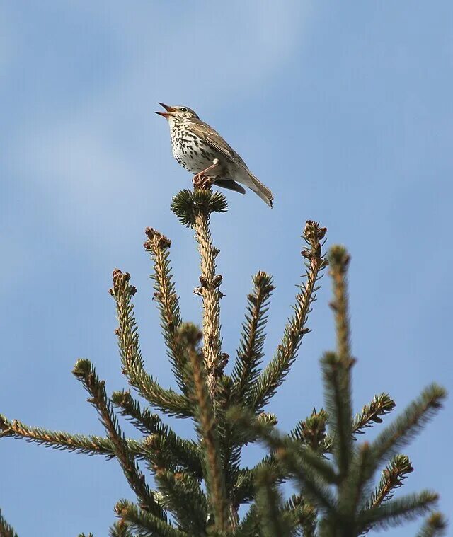 Птицы псковской области фото с названиями File:Turdus philomelos Drozd zpěvný 1.jpg - Wikimedia Commons