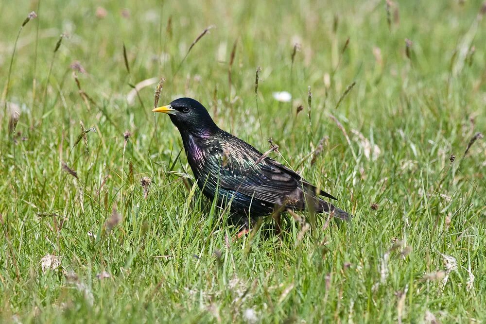 Птицы псковской области фото с названиями File:Starling Inishbofin Galway.jpg - Wikimedia Commons