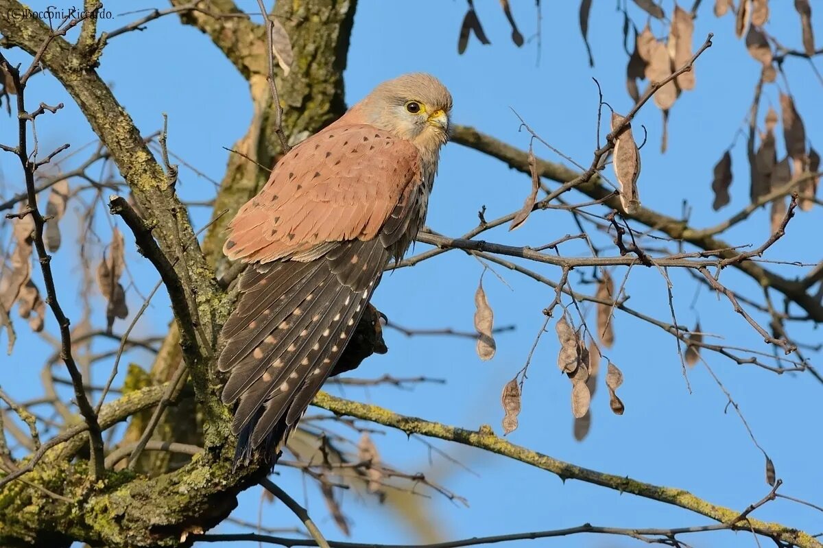 Птицы псковской области фото с названиями Kestrel male., page 3 JuzaPhoto