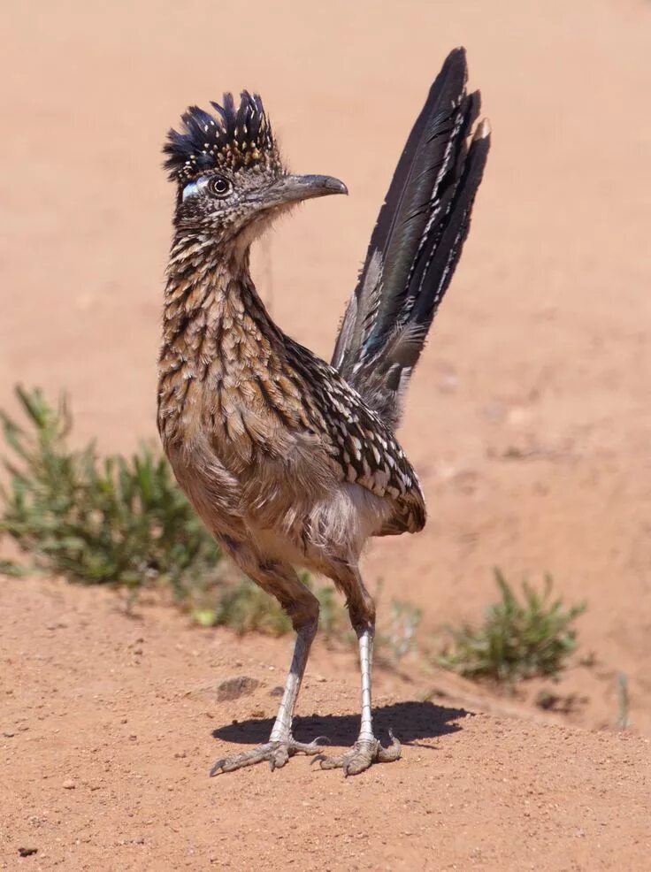 Птицы пустыни фото オ オ ミ チ バ シ リ (大 道 走) Greater Roadrunner (Geococcyx californianus) Desert animal