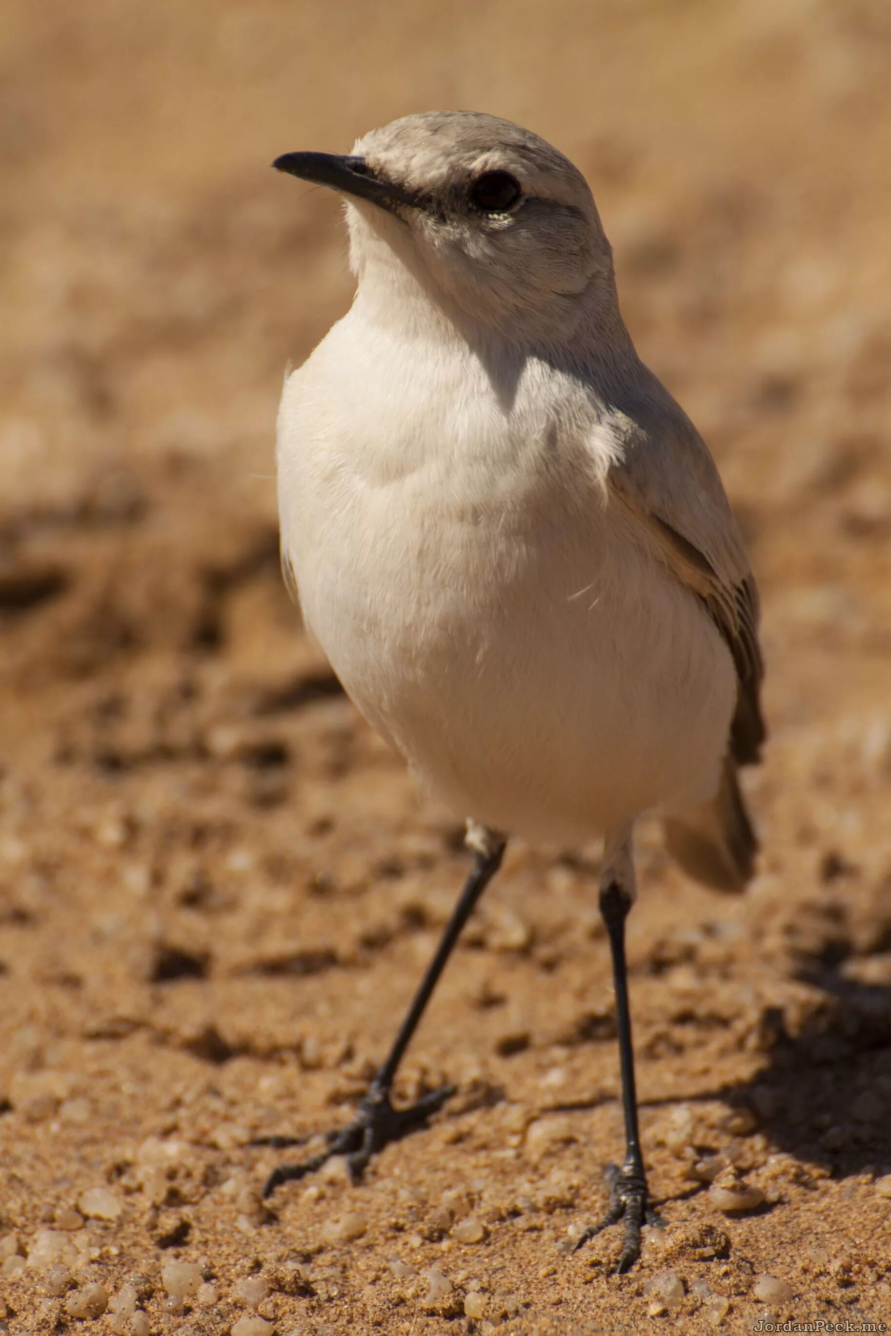 Птицы пустыни фото White Desert Bird - Jordan Peck