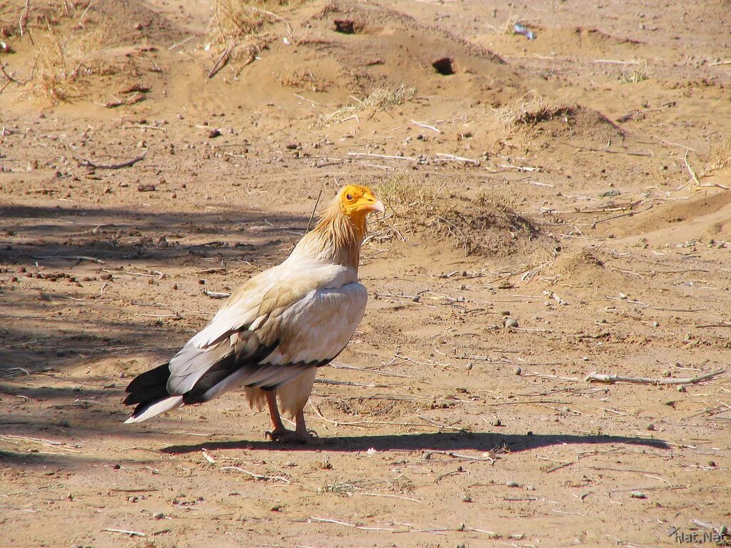 Птицы пустыни фото egyptian vulture at jaisalmer desert, highlights of birds : 100 Thousand Photos