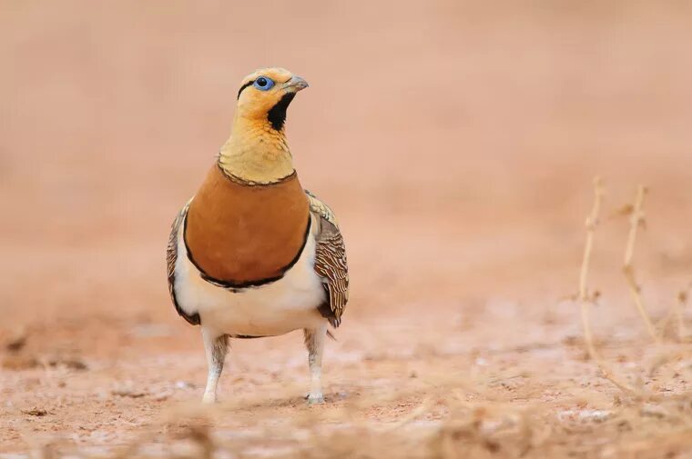 Птицы пустыни фото Sandgrouse hides Agencia de viajes para fotógrafos de naturaleza