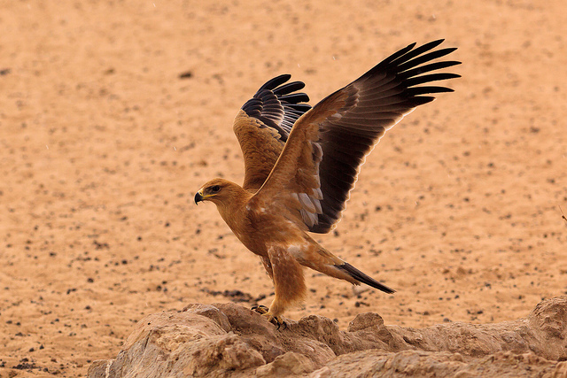 Птицы пустыни фото Kalahari Safaris: Kgalagadi Transfrontier Park South Africa