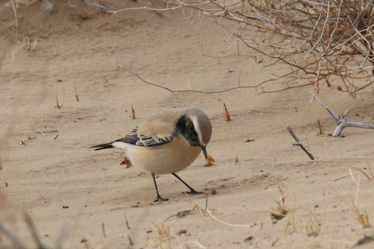 Птицы пустыни фото Desert Wheatear (Oenanthe deserti). Birds of Uzbekistan.