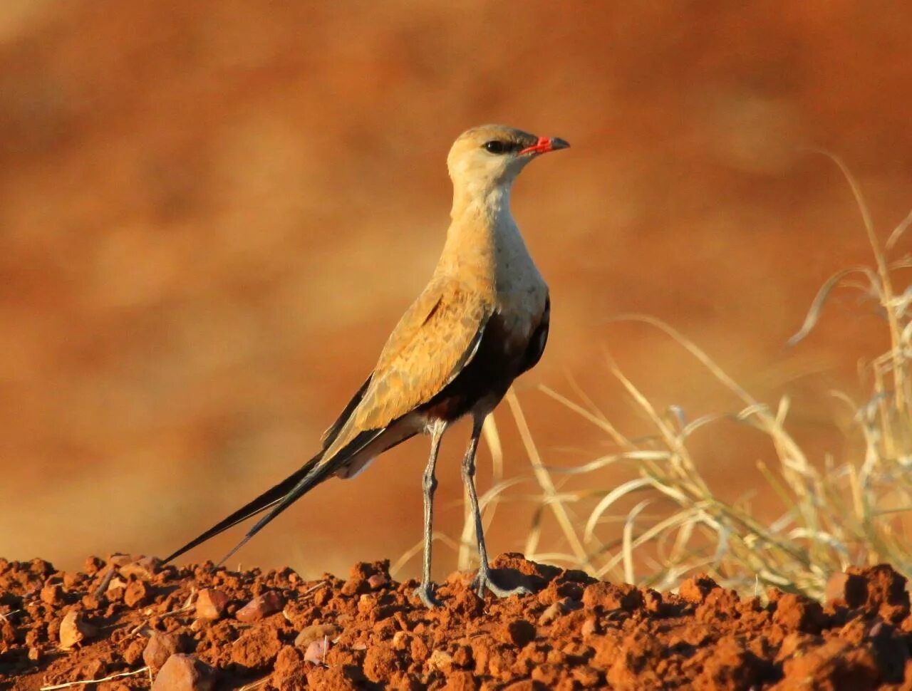 Птицы пустыни фото Australian Pratincole in the desert photo and wallpaper. All Australian Pratinco