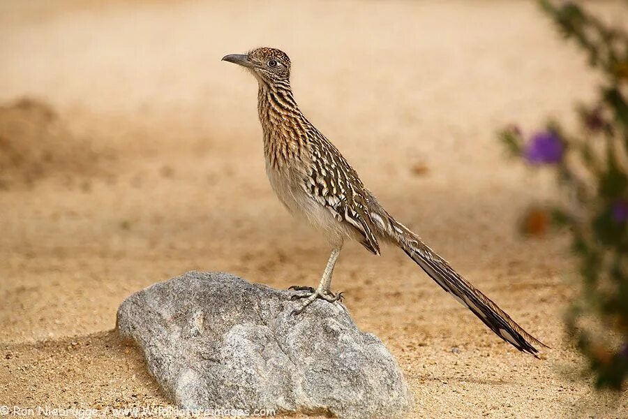 Птицы пустыни фото Roadrunner Photos Bird photo, Greater roadrunner, Road runner