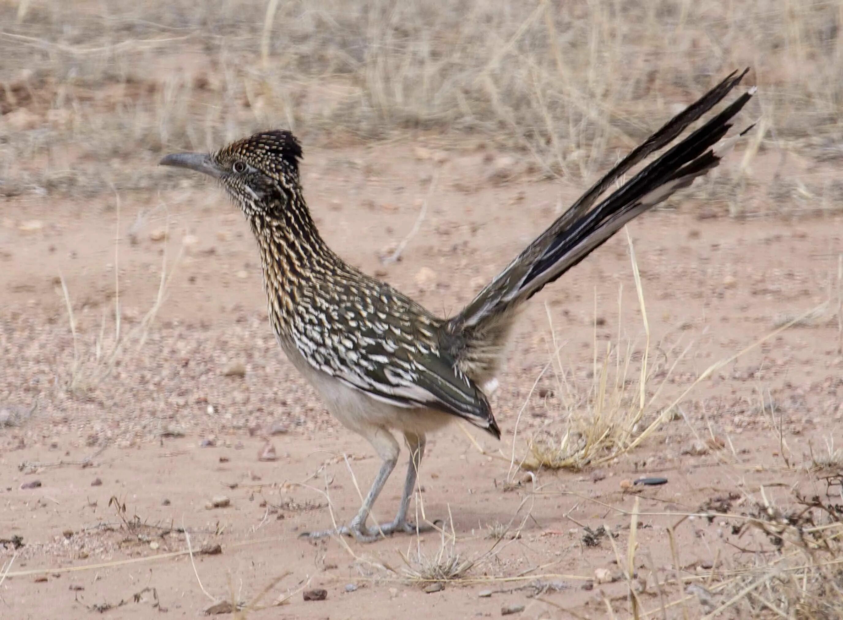 Птицы пустыни фото roadrunner photos Desert colors, Pink desert, Road runner