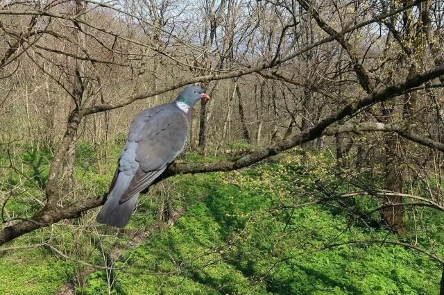 Птицы пятигорска фото В Железноводске появились редкие лесные голуби АиФ Ставрополь