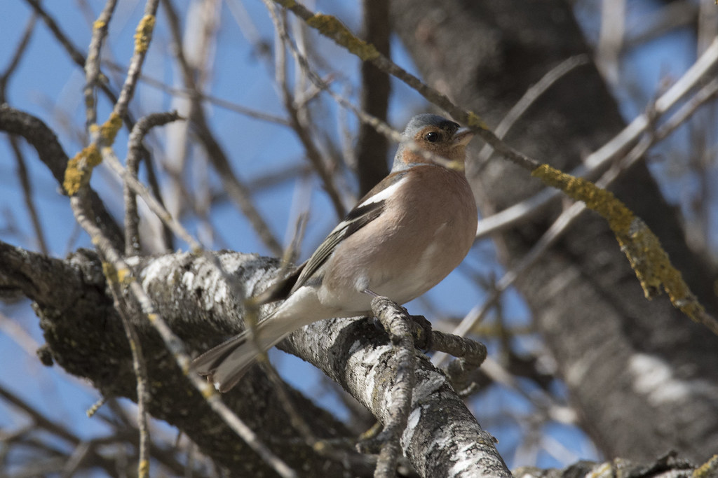 Птицы пятигорска фото с названиями Chaffinch Common Chaffinch- Fringilla coelebs - Зяблик Cri. Flickr