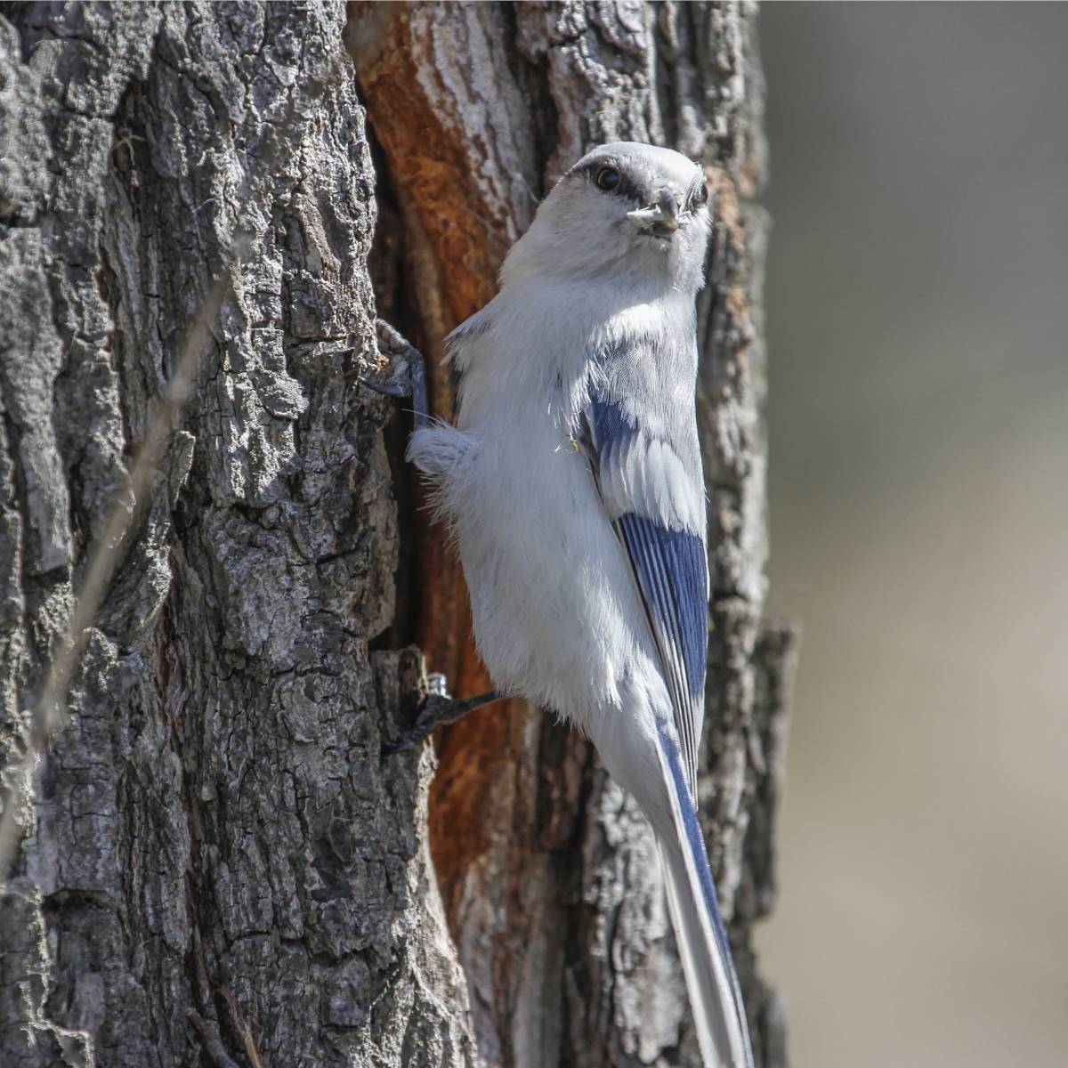 Птицы республики алтай фото с названиями Azure Tit (Parus cyanus). Birds of Siberia.