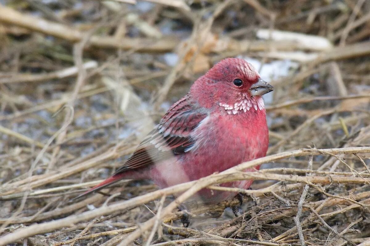 Птицы республики алтай фото с названиями Pallas's Rosefinch (Carpodacus roseus). Birds of Siberia.