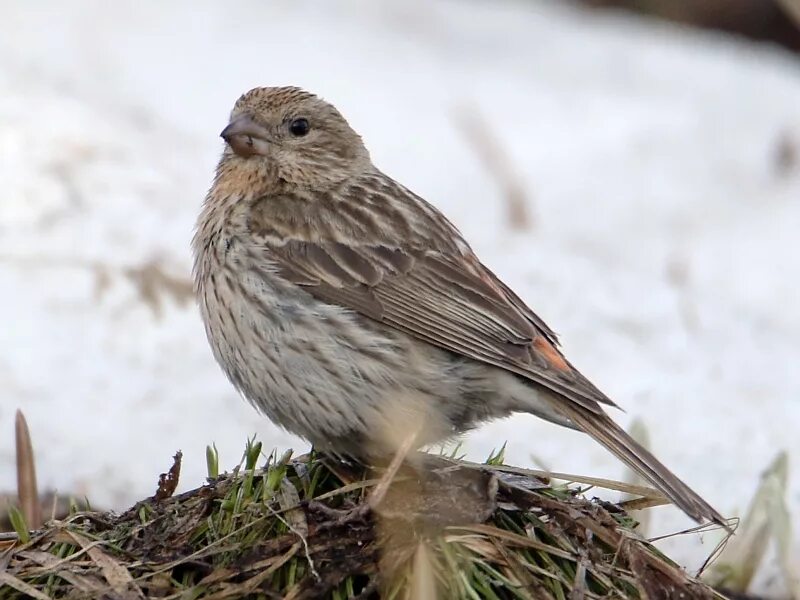 Птицы республики алтай фото с названиями Pallas's Rosefinch (Carpodacus roseus). Birds of Siberia.