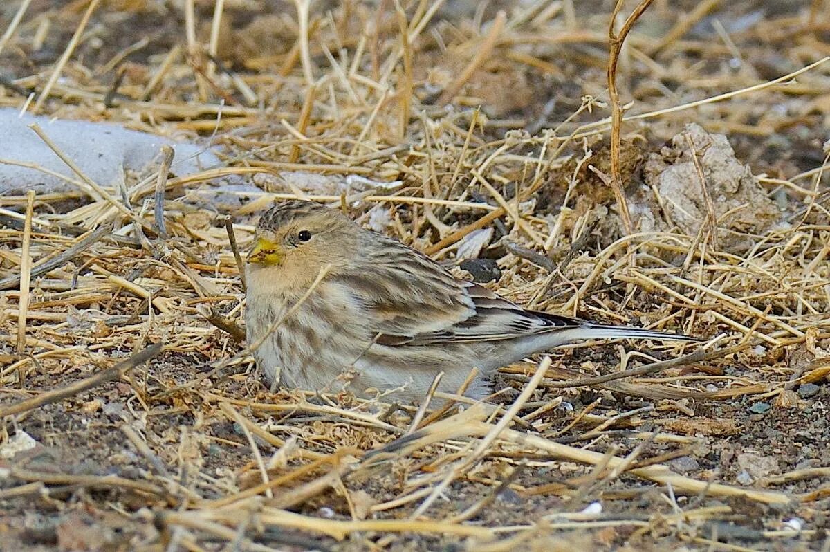 Птицы республики алтай фото с названиями Горная чечётка (Acanthis flavirostris). Птицы Сибири.